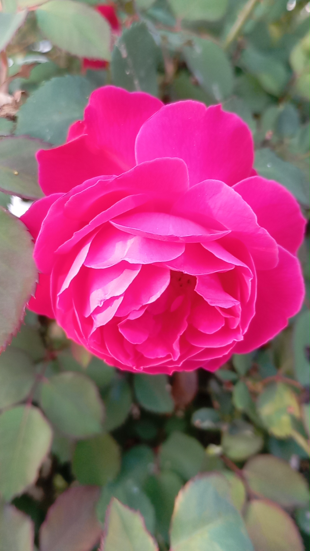 ABDUL GHAFFAR KAMALI